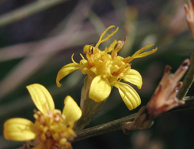 Detailed Picture 2 of California Matchweed
