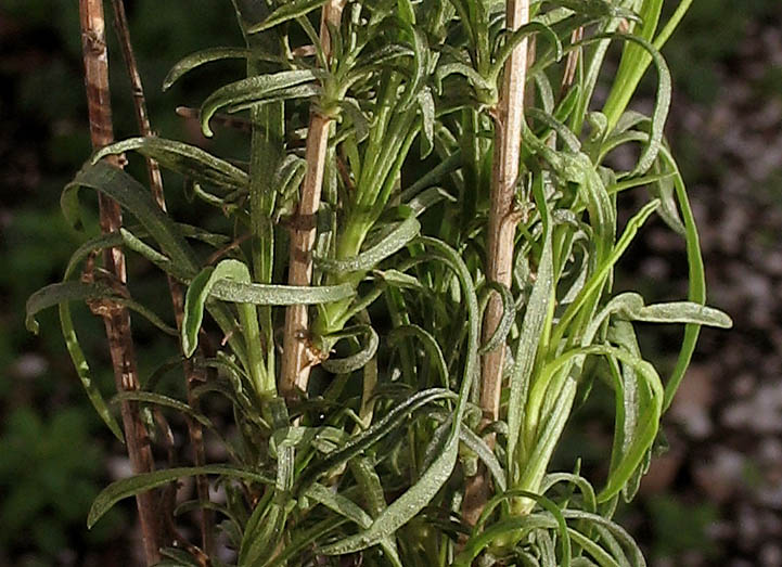 Detailed Picture 5 of California Matchweed