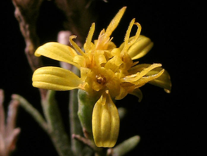 Detailed Picture 1 of California Matchweed