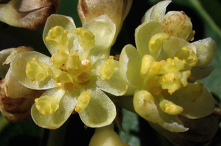 Detailed Picture 1 of California Laurel
