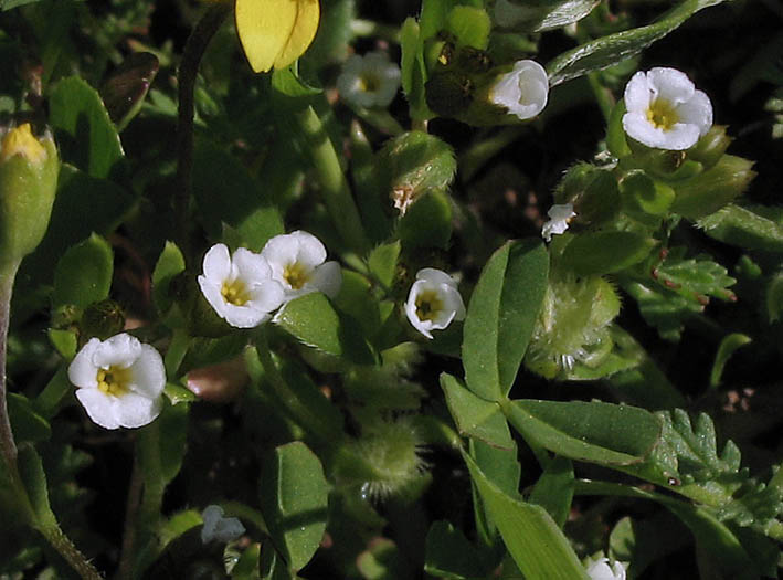 Detailed Picture 3 of Adobe Popcorn Flower