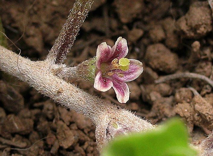 Detailed Picture 2 of Western Dichondria