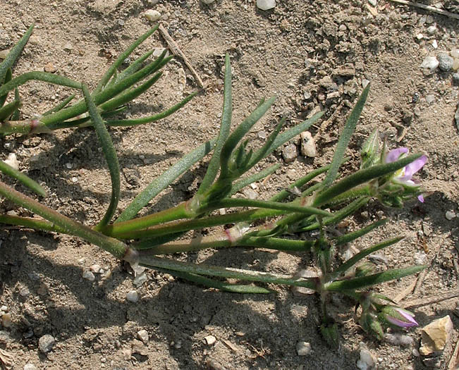 Detailed Picture 5 of Salt-marsh Sand Spurry