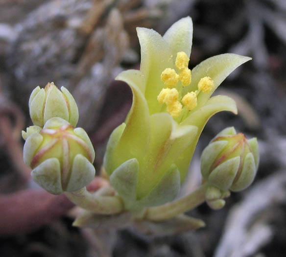Detailed Picture 1 of Conejo Dudleya