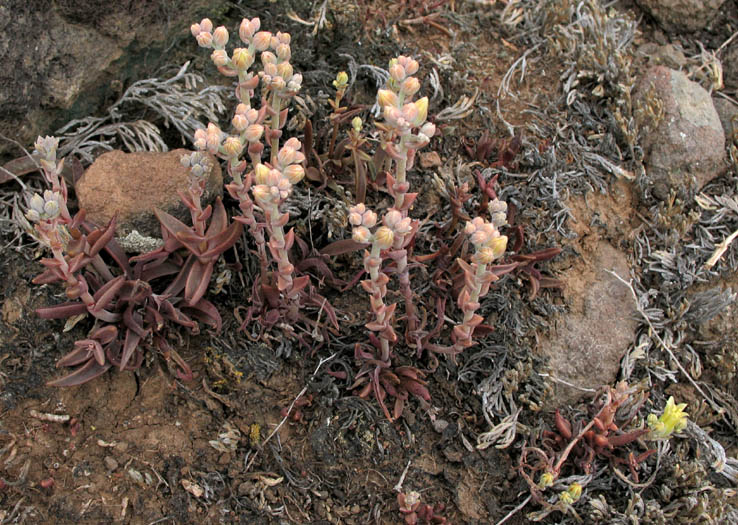 Detailed Picture 4 of Conejo Dudleya