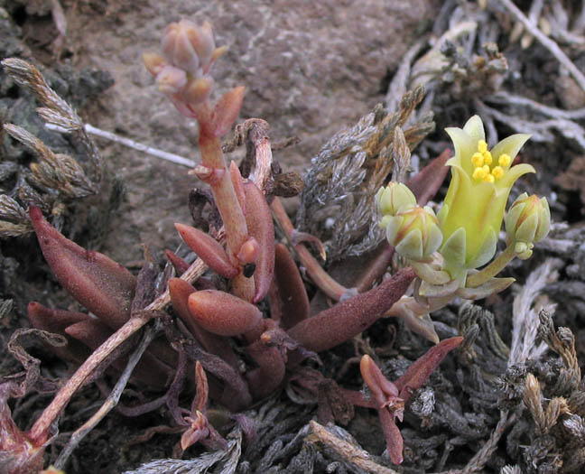 Detailed Picture 3 of Conejo Dudleya