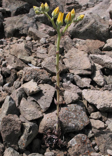 Detailed Picture 4 of Agoura Hills Dudleya