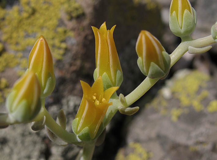 Detailed Picture 2 of Agoura Hills Dudleya