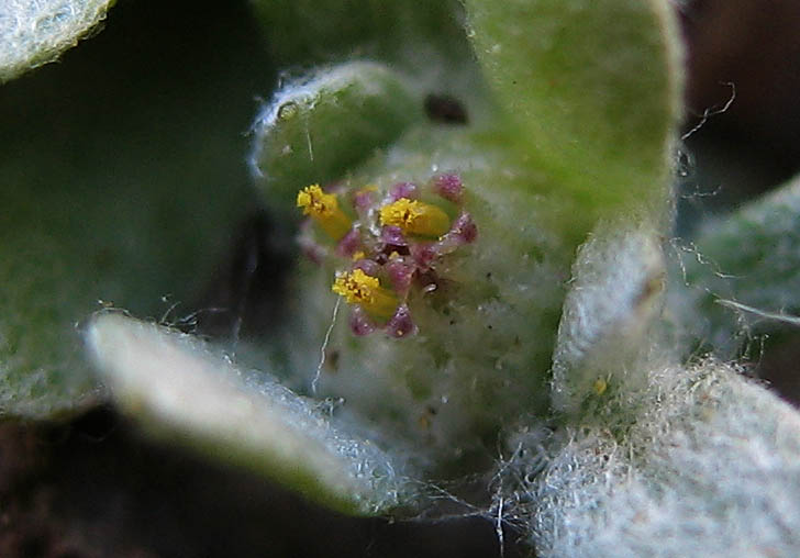 Detailed Picture 1 of Slender Woollyheads