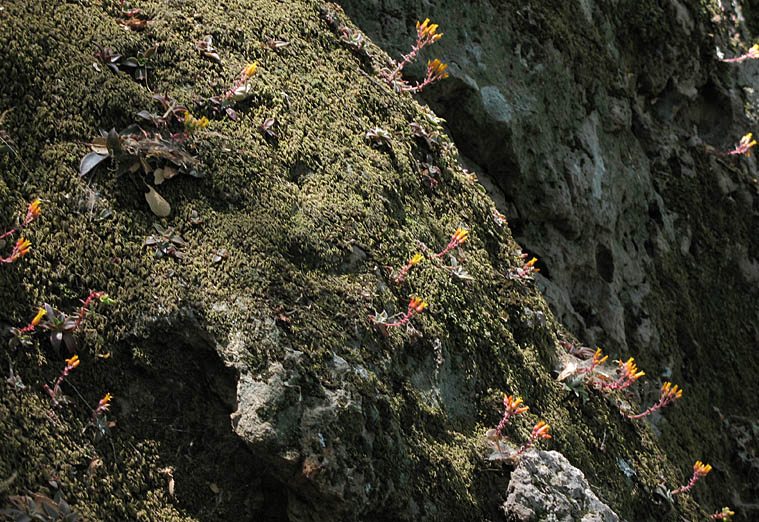 Detailed Picture 6 of Marcescent Dudleya