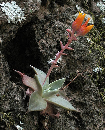 Detailed Picture 3 of Marcescent Dudleya