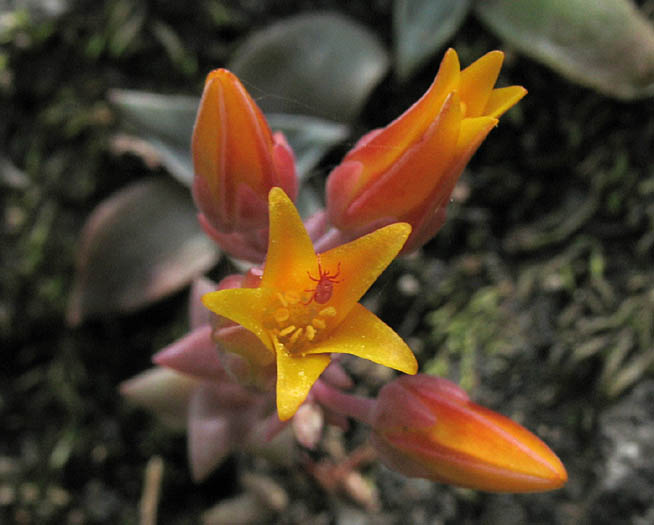 Detailed Picture 1 of Marcescent Dudleya