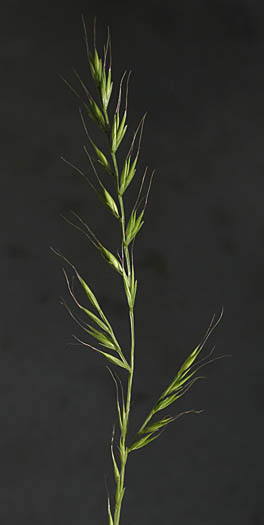 Detailed Picture 4 of Small Fescue
