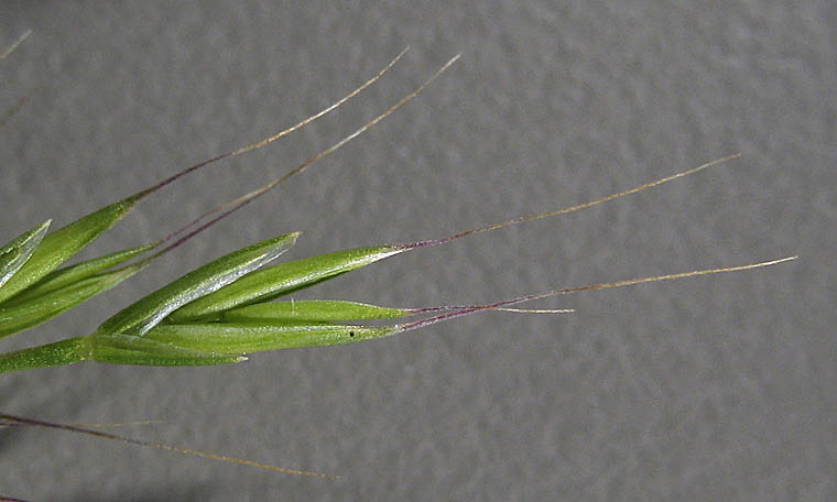 Detailed Picture 1 of Small Fescue