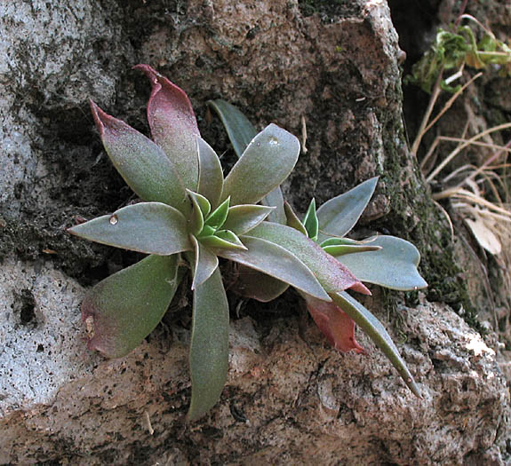 Detailed Picture 5 of Marcescent Dudleya
