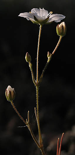 Detailed Picture 4 of Douglas' Sandwort