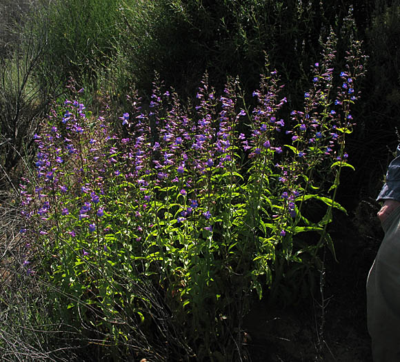 Detailed Picture 6 of Notable Penstemon