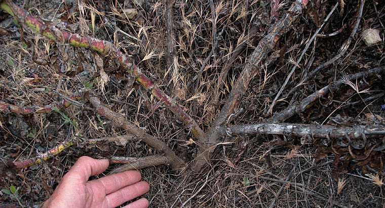 Detailed Picture 7 of Notable Penstemon