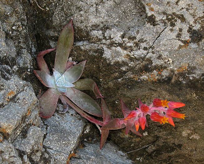 Detailed Picture 4 of Canyon Dudleya