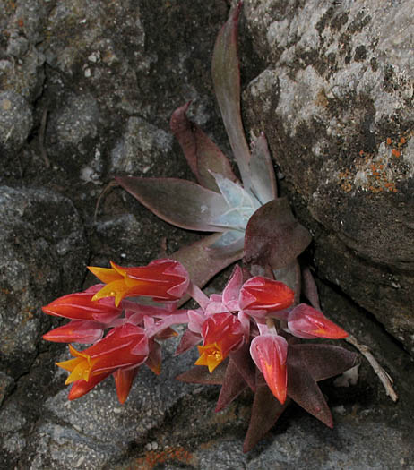 Detailed Picture 5 of Canyon Dudleya