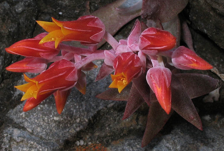 Detailed Picture 3 of Canyon Dudleya
