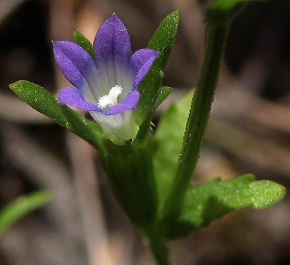 Detailed Picture 1 of Southern Blue-cup