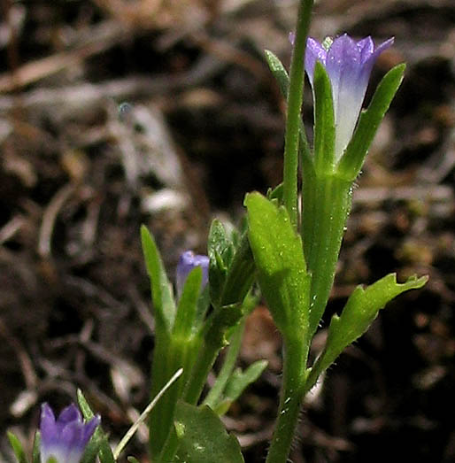 Detailed Picture 4 of Southern Blue-cup