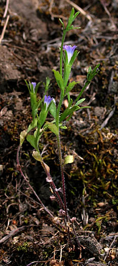Detailed Picture 6 of Southern Blue-cup
