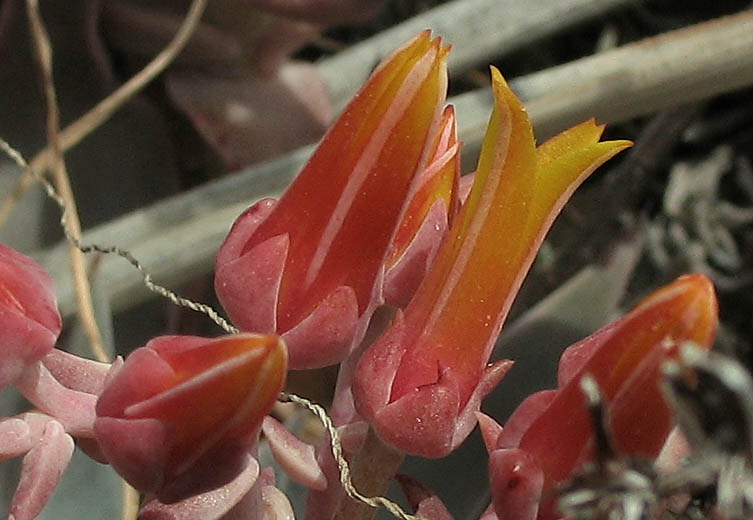Detailed Picture 1 of Canyon Dudleya