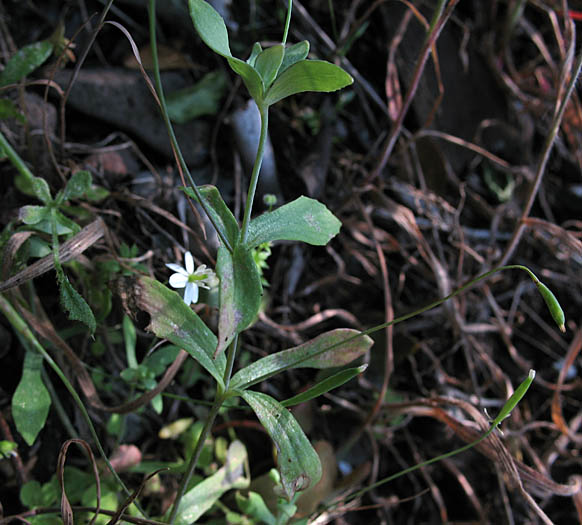 Detailed Picture 3 of Small-flowered Meconella