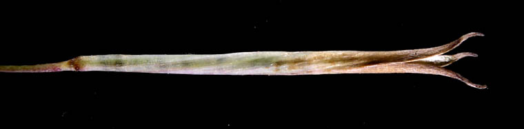 Detailed Picture 5 of Small-flowered Meconella