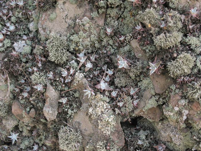 Detailed Picture 4 of Verity's Dudleya