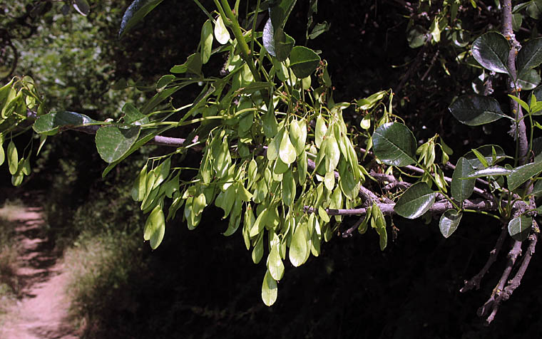Detailed Picture 8 of Chaparral Flowering Ash