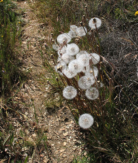 Detailed Picture 6 of Mountain Dandelion