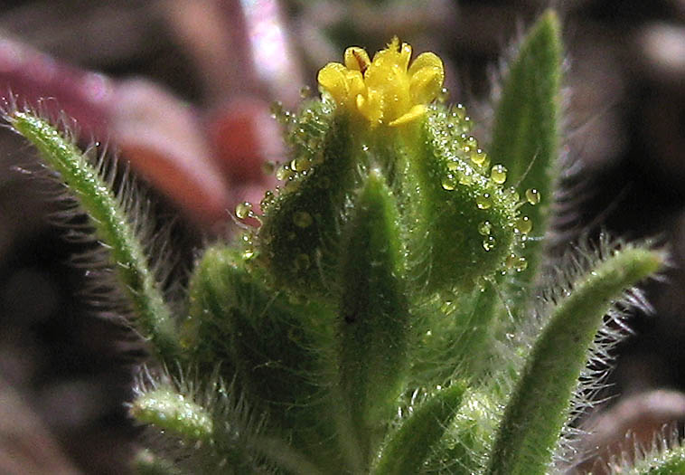 Detailed Picture 1 of Pygmy Madia