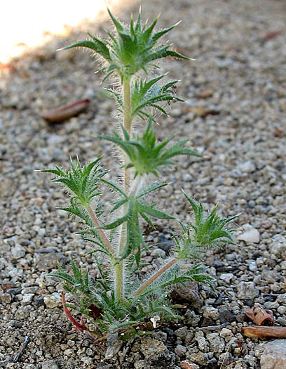 Detailed Picture 6 of Honey-scented Pincushionplant