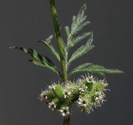 Detailed Picture 2 of Knotted Hedge-parsley