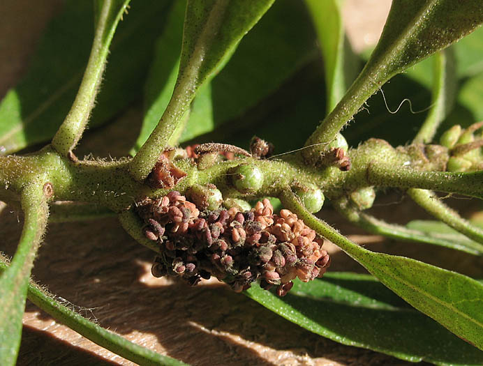 Detailed Picture 2 of California Wax Myrtle
