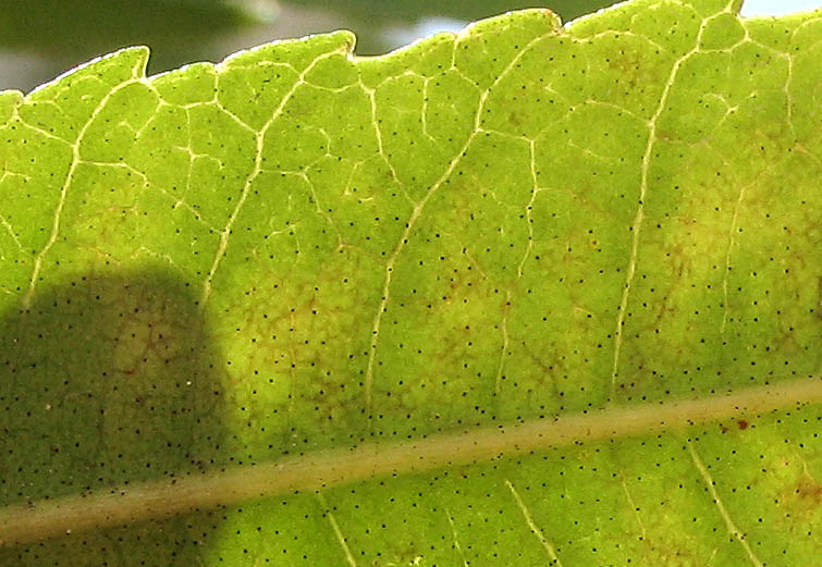 Detailed Picture 7 of California Wax Myrtle