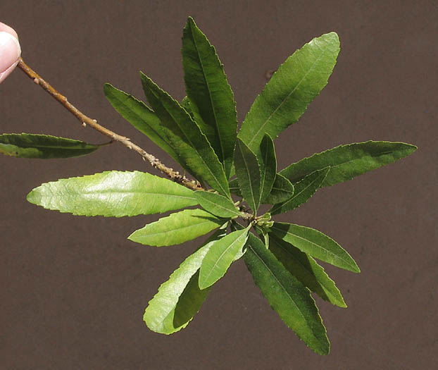 Detailed Picture 6 of California Wax Myrtle