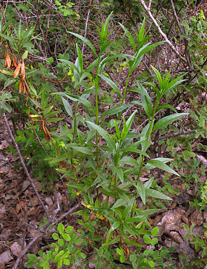 Detailed Picture 8 of Salt Marsh Baccharis