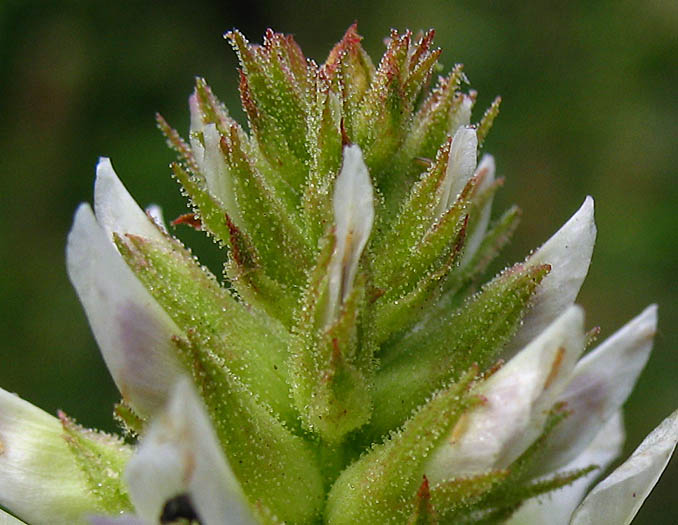 Detailed Picture 3 of Wild Licorice