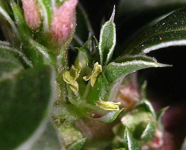 Detailed Picture 1 of Prostrate Pigweed