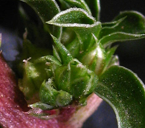 Detailed Picture 2 of Prostrate Pigweed