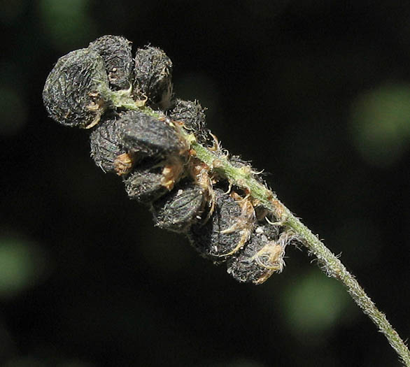 Detailed Picture 7 of Black Medick