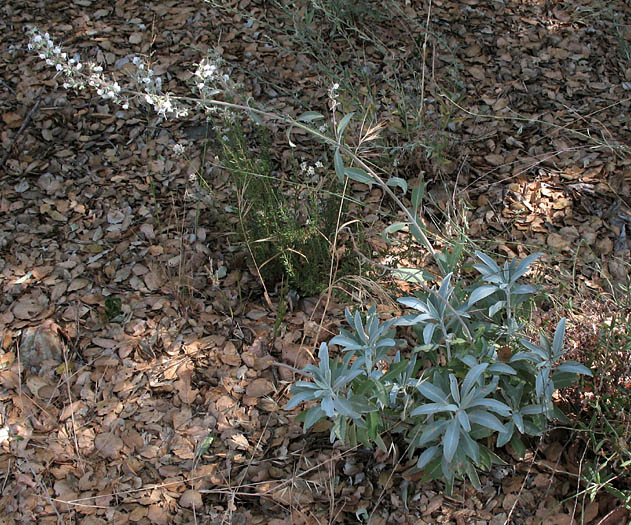 Detailed Picture 5 of White Sage