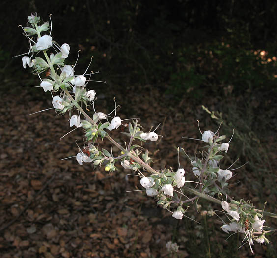 Detailed Picture 3 of White Sage