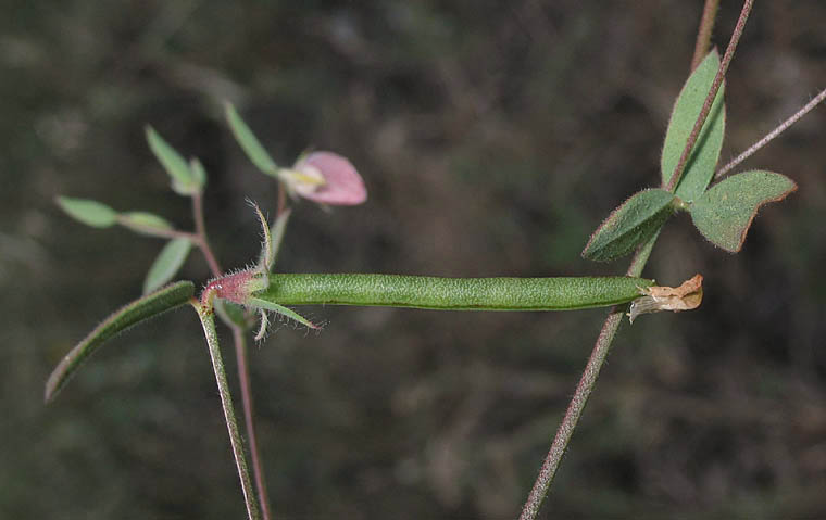 Detailed Picture 4 of Spanish Clover