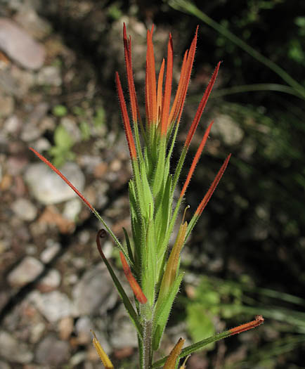 Detailed Picture 1 of Annual Paintbrush