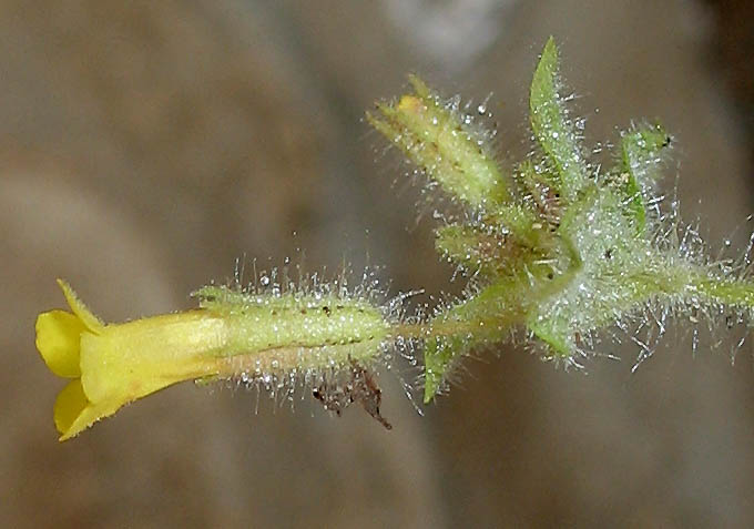 Detailed Picture 3 of Slimy Monkey Flower